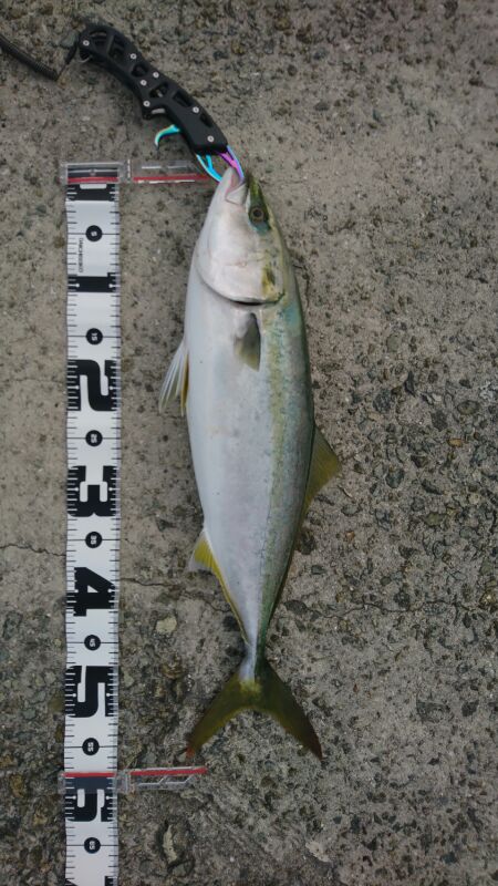 ハマチ回遊あり!