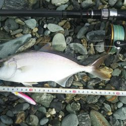 シオ時々ツバスおまけでソゲ