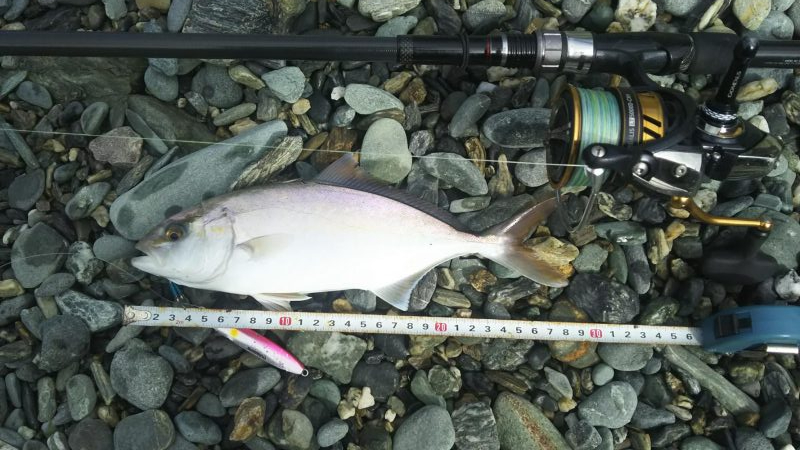 シオ時々ツバスおまけでソゲ