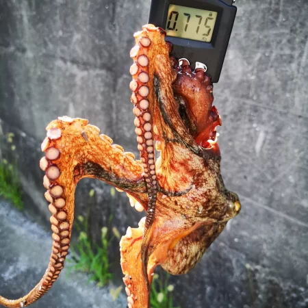 リベンジ～タコ