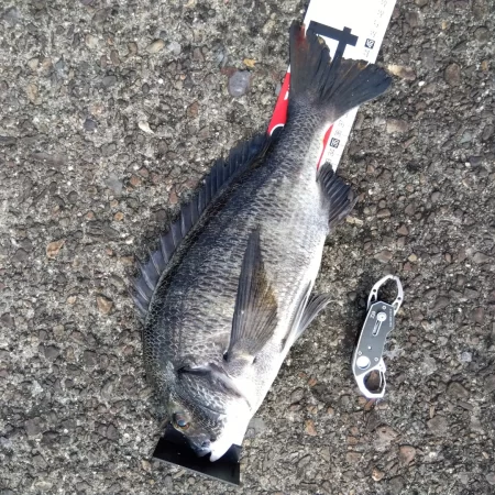 旬の魚釣りしてきました