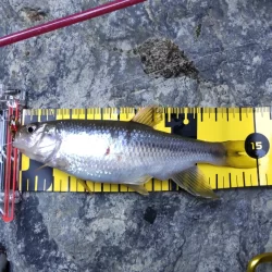 チャビングで腹パン含め、つ抜け！