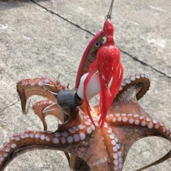 タコジグ　ツ抜け