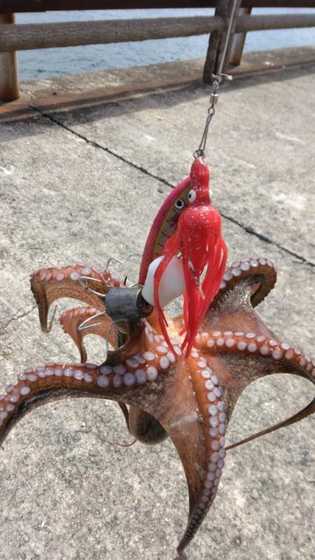 タコジグ　ツ抜け