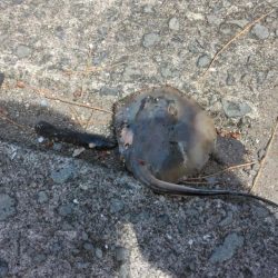 タコジグ リベンジ