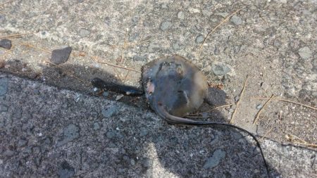 タコジグ リベンジ