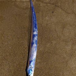 淡路島観光ホテルでタチウオ開幕？！