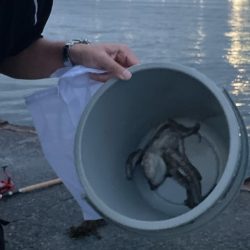 初タコ 食品コンビナート