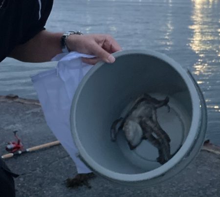 初タコ 食品コンビナート