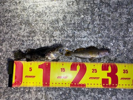 垂水漁港での胴付き釣りでキジハタが！！