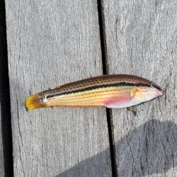 翼港で五目釣り！！