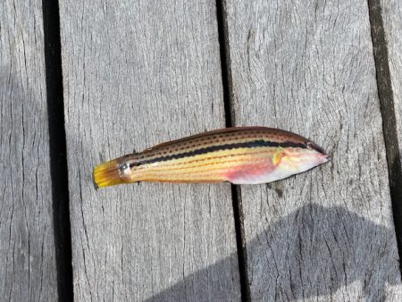 翼港で五目釣り！！