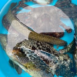 穴釣りでソイの自己記録！！