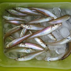 晴れ間のキス釣り　ピンギスばかり