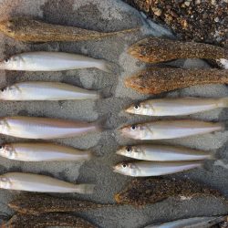 真夏のキス釣り　ミニチャリコに降参