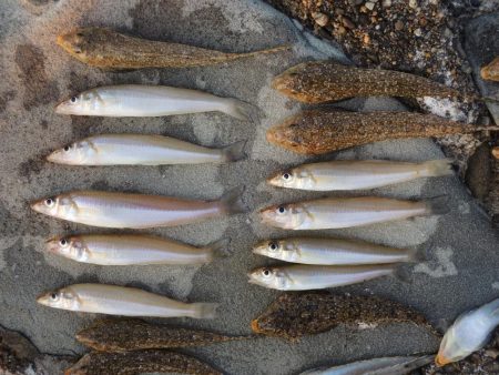 真夏のキス釣り　ミニチャリコに降参