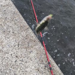 大サバ求めて、、、。