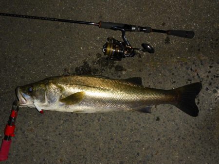 満潮時の浅場での攻め