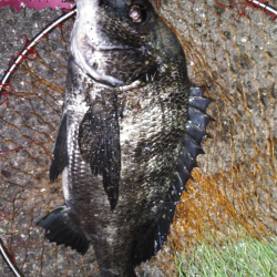 大雨後の濁りでチヌ！