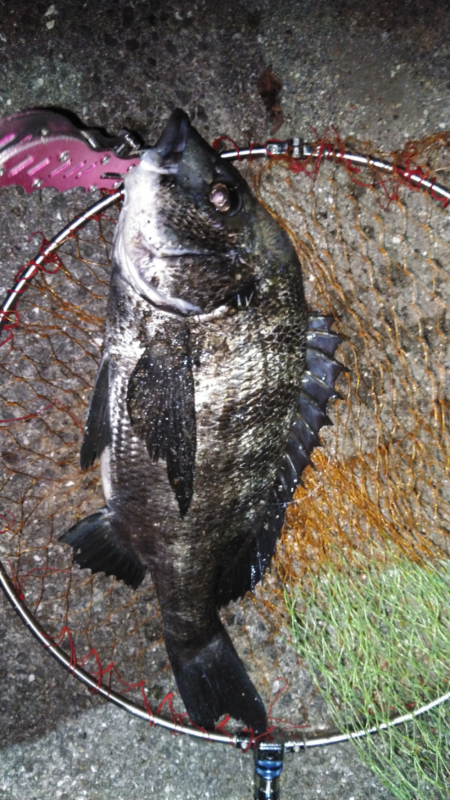 大雨後の濁りでチヌ！