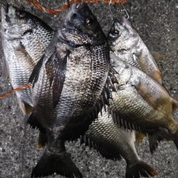 梅雨バクおわり??