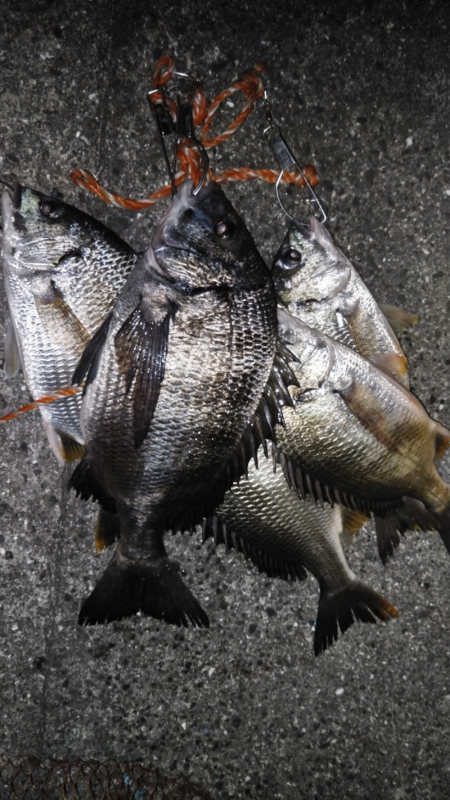 梅雨バクおわり？？