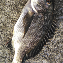 チヌの活性たかし!