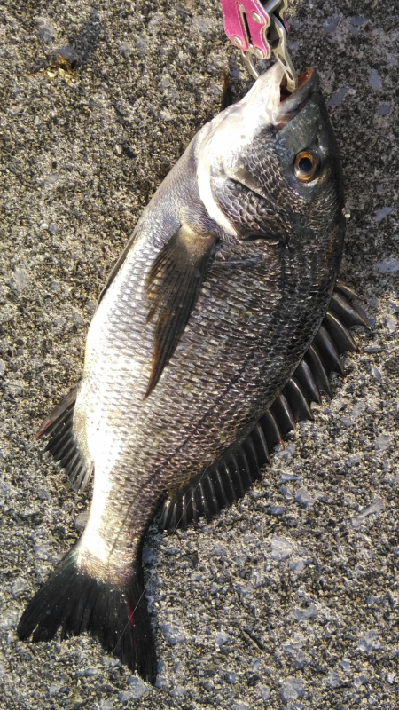 チヌの活性たかし！