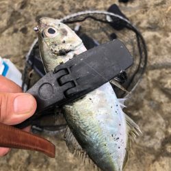 2022 佐渡ヶ島 ライトゲーム