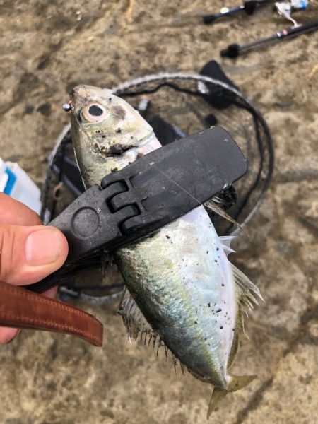 2022 佐渡ヶ島 ライトゲーム