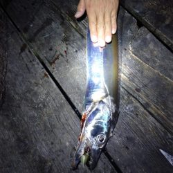 大サゴシとドラゴンタチウオキャッチ、サワラはバラシ