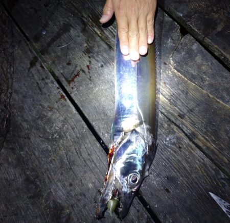 大サゴシとドラゴンタチウオキャッチ、サワラはバラシ