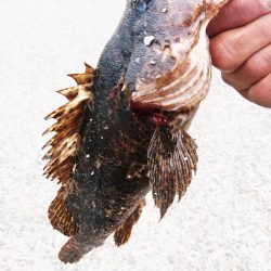 連休最後の日はタケノコメバル