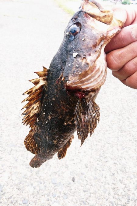 連休最後の日はタケノコメバル