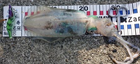 ネオブラが効いた?