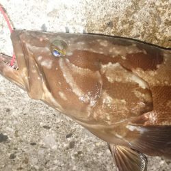 対馬ズボ釣り釣果