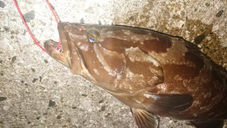 対馬ズボ釣り釣果