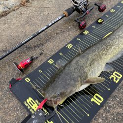 早朝からデイナマ