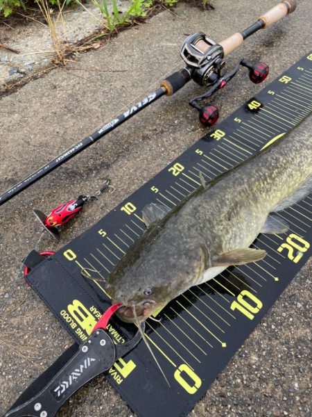 早朝からデイナマ