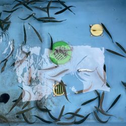 カサゴのストックを！