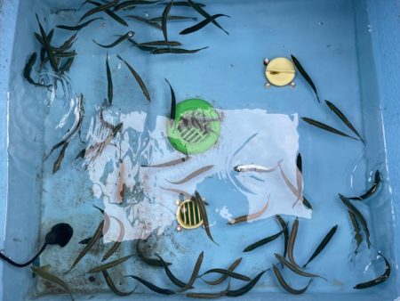 カサゴのストックを！