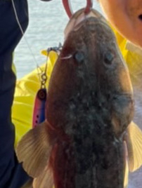 初めての海釣りでの釣果「マゴチ」