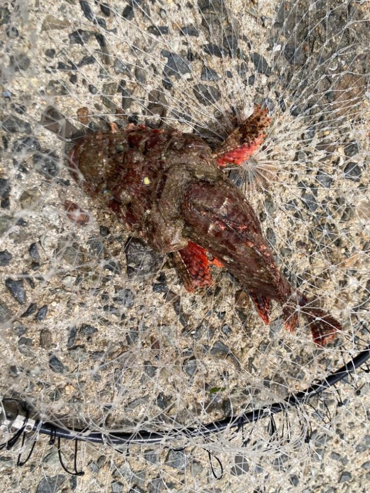 レンタルボートで