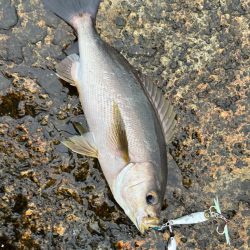 沖磯イサキゲーム