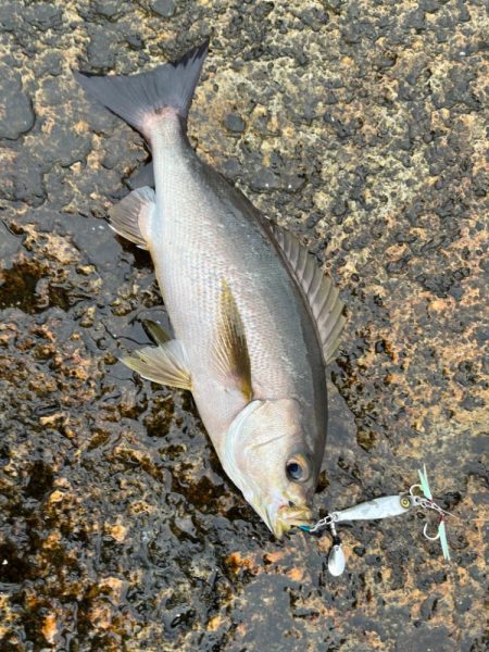 沖磯イサキゲーム