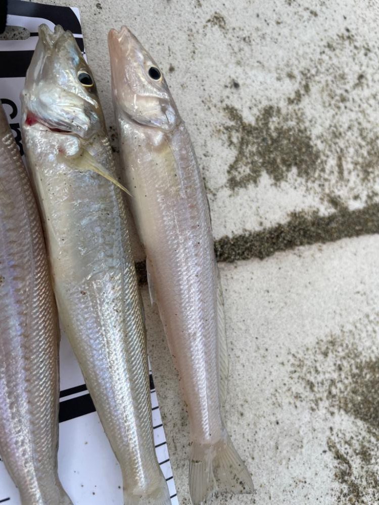 キスは何処へ、、、