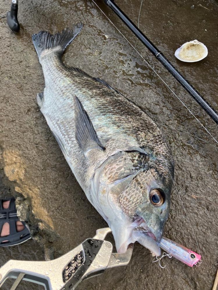 トップチニング !