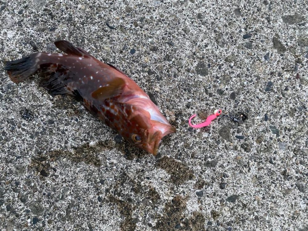 夕まずめライトゲーム