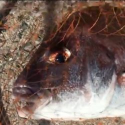 大三島フカセで真鯛ゲッチュ！