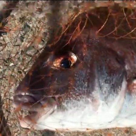 大三島フカセで真鯛ゲッチュ！